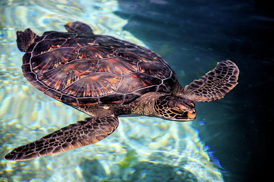 polynesian seaturtle polynesian seaturtle