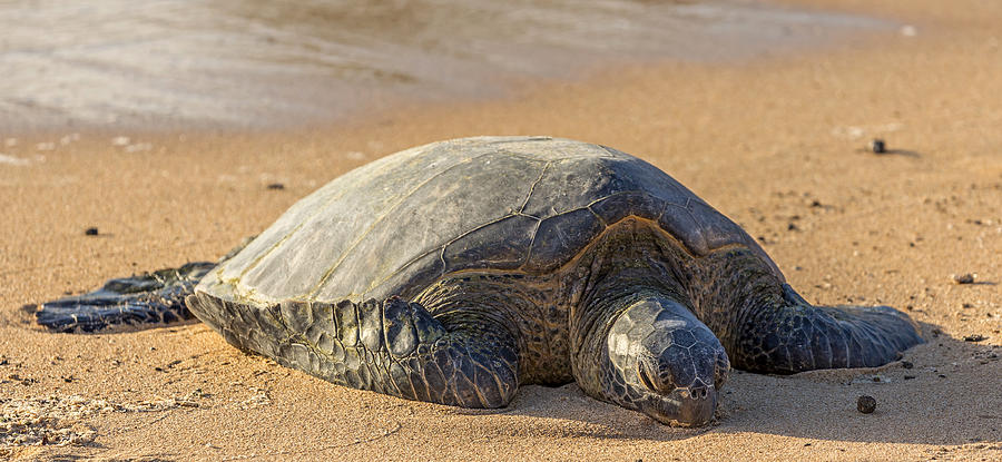 Hawaiian Green Sea Turtle Photograph by Pierre Leclerc Photography