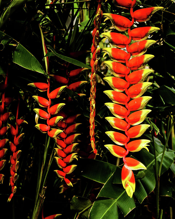 Hawaiian Heliconia Photograph by Alan Hart