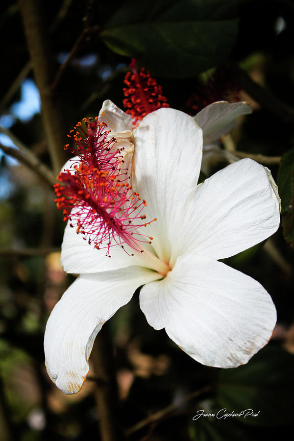 Hawaiian Photograph - Hawaiian Hibiscus  by Joann Copeland-Paul