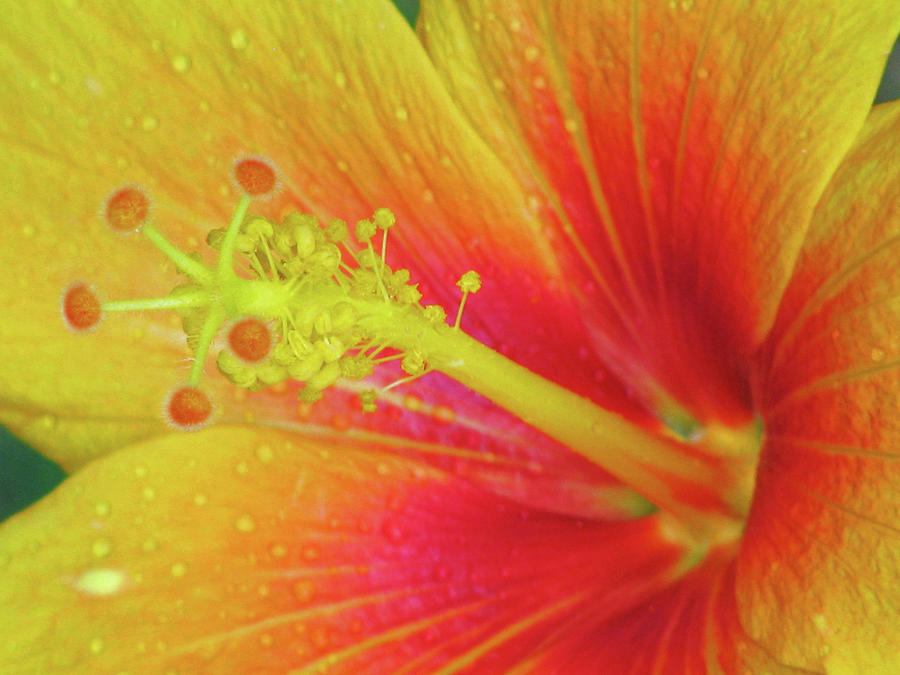Hawaiian Hibiscus - Orange 01 - Kauai, Hawaii Photograph by Pamela Critchlow