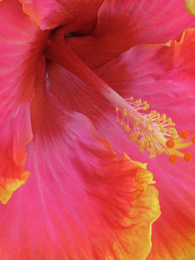 Hawaiian Hibiscus - Orange and Red 01 Photograph by Pamela Critchlow