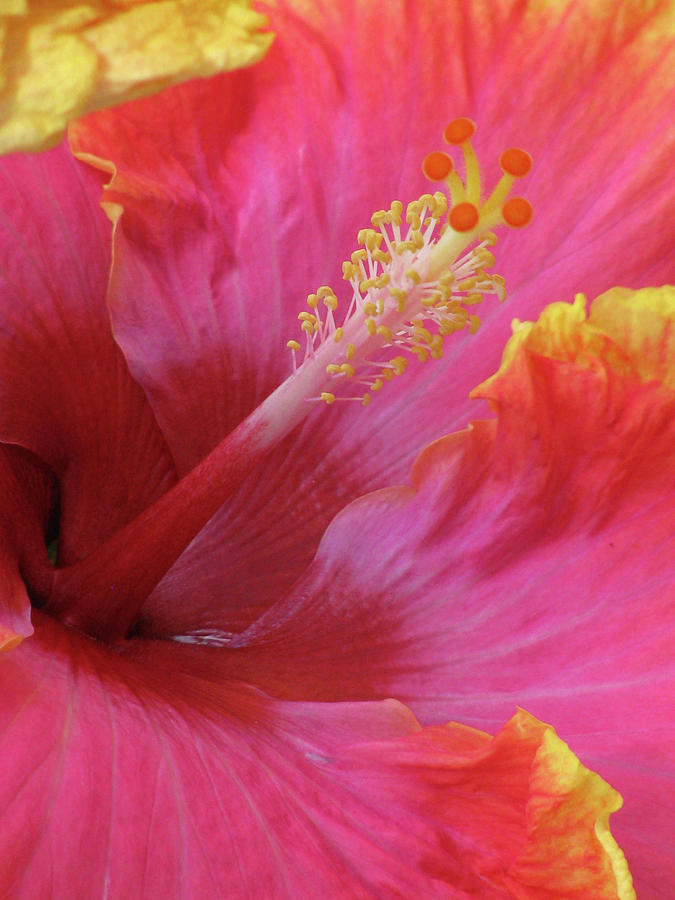 Hawaiian Hibiscus - Orange and Red 02 Photograph by Pamela Critchlow