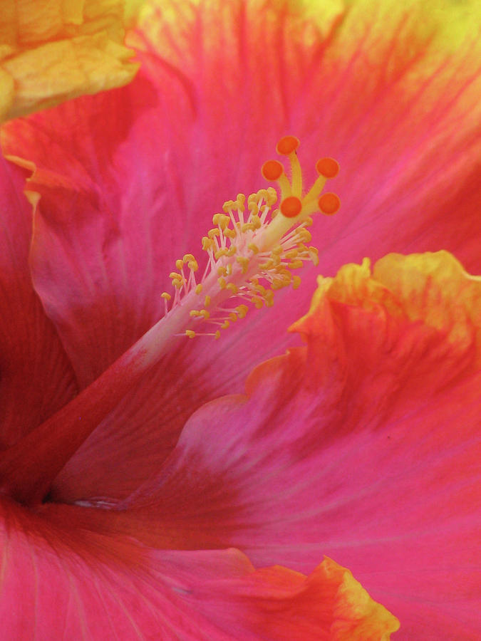 Hawaiian Hibiscus - Orange and Red 03 Photograph by Pamela Critchlow