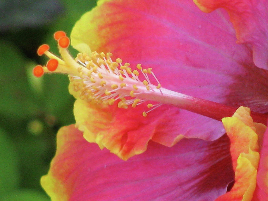 Hawaiian Hibiscus - Orange and Red 05 Photograph by Pamela Critchlow