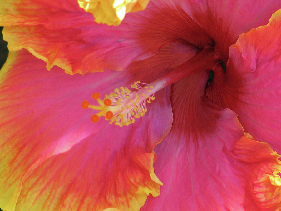 Hawaiian Hibiscus - Orange and Red 06 Photograph by Pamela Critchlow