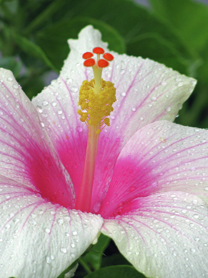 Hawaiian Hibiscus - Pink 01 - Kauai, Hawaii Photograph by Pamela Critchlow