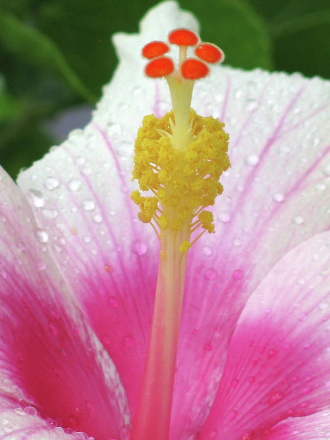 Hawaiian Hibiscus - Pink 02 - Kauai, Hawaii Photograph by Pamela Critchlow