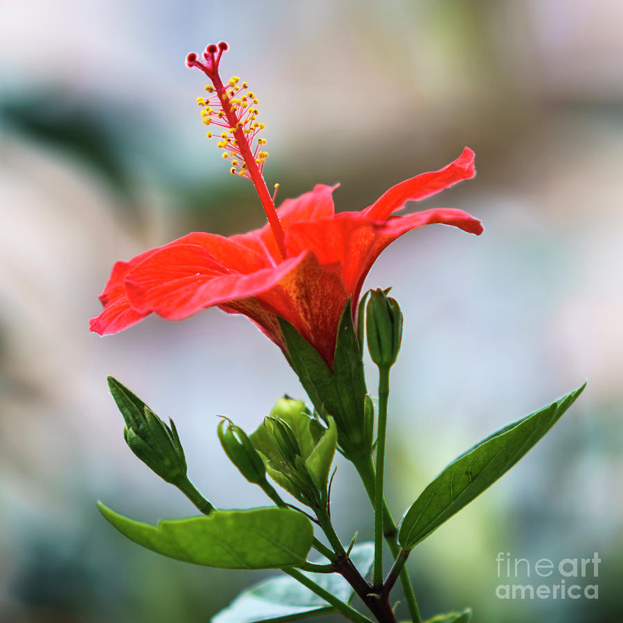 Hawaiian Hibiscus Sinensis Genoves Park Cadiz Spain Photograph by Pablo Avanzini
