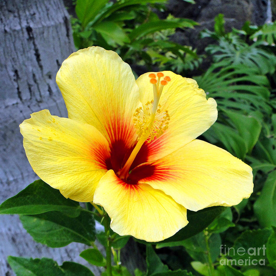 Nature Photograph - Hawaiian Hibiscus by Sue Melvin