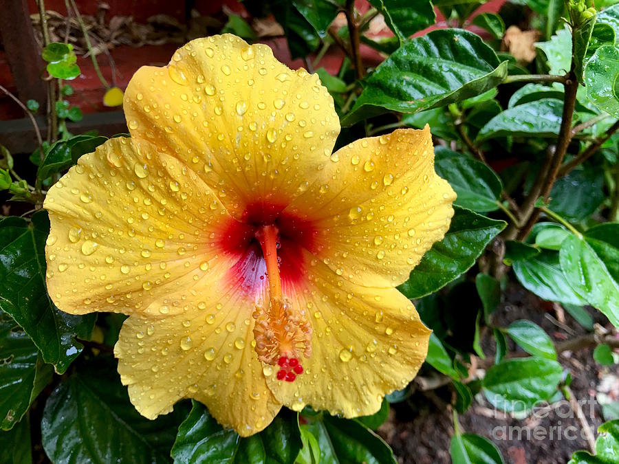 Hawaiian hibiscus  Photograph by Wonju Hulse