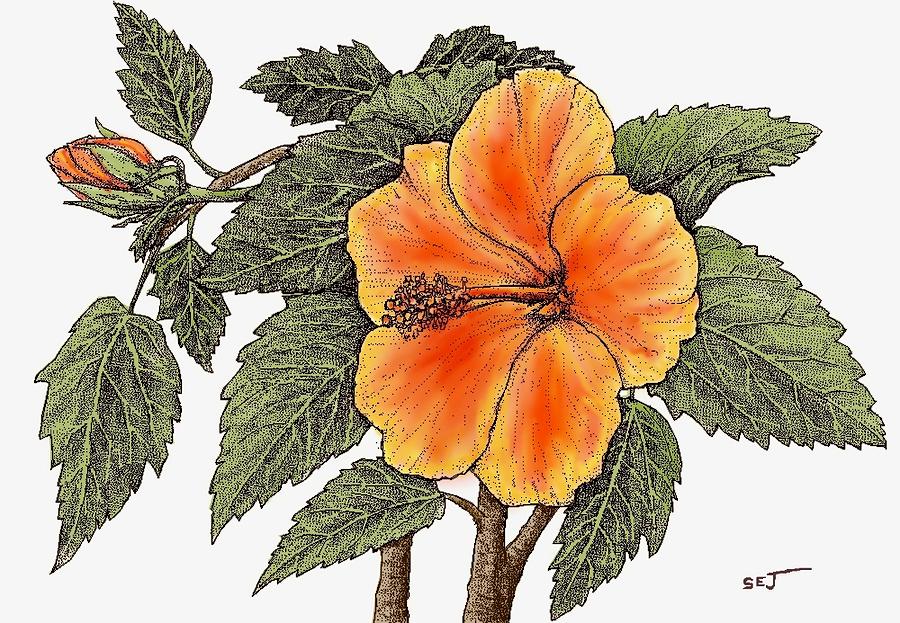 Hawaiian Hibsiscus orange Digital Art by Stephen Jorgensen