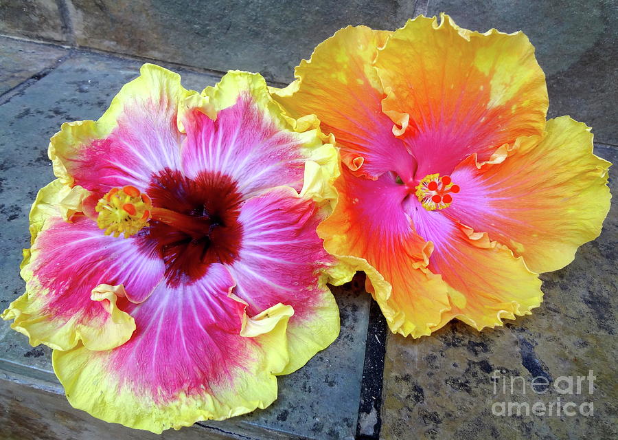 Hawaiian Hybrid Hibiscus Painting by Jenny Lee