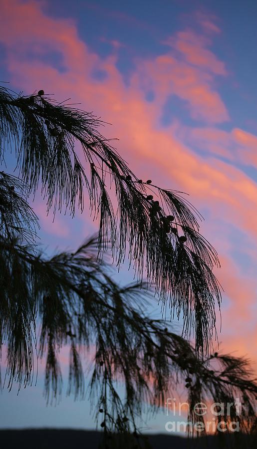 Hawaiian Ironwood at Sunset Photograph by Craig Wood
