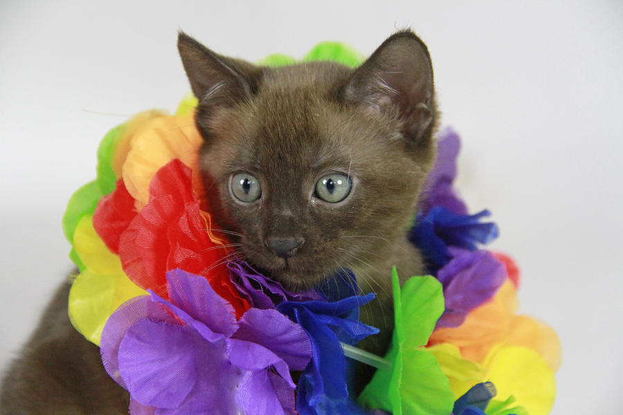 Hawaiian Kitty Photograph by Shoal Hollingsworth
