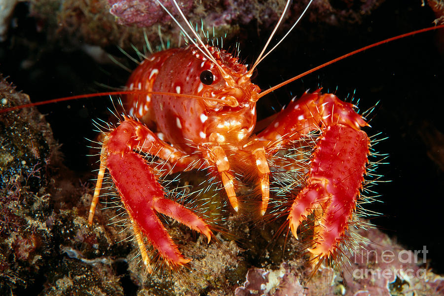 Hawaiian Lobster Photograph by Dave Fleetham - Printscapes