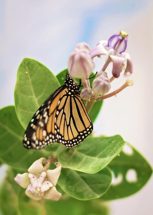 Hawaiian Monarch Photograph by Heather Applegate