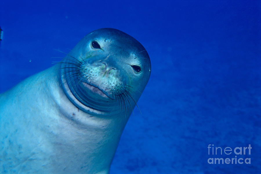 Blue Photograph - Hawaiian Monk Seal by Ed Robinson - Printscapes
