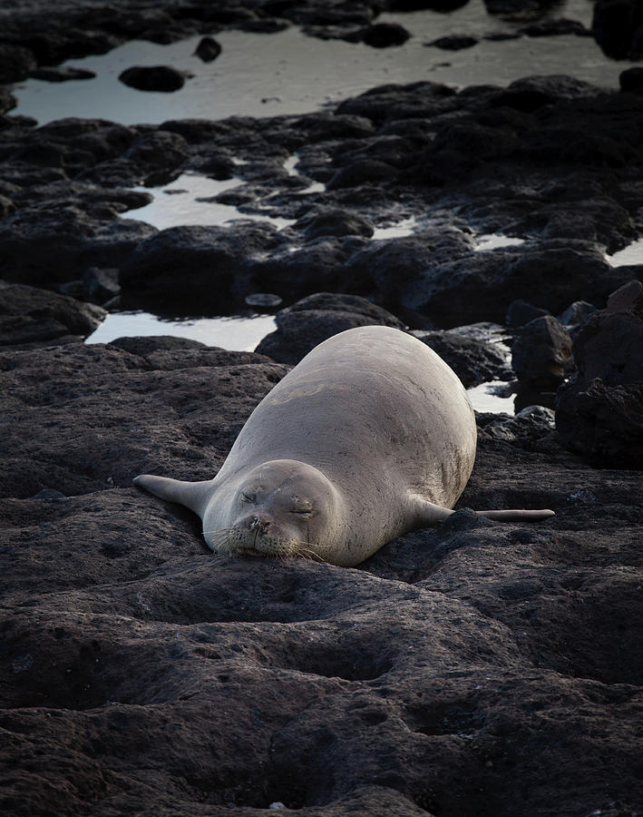 Hawaiian Monk Seal Photograph by Roger Mullenhour