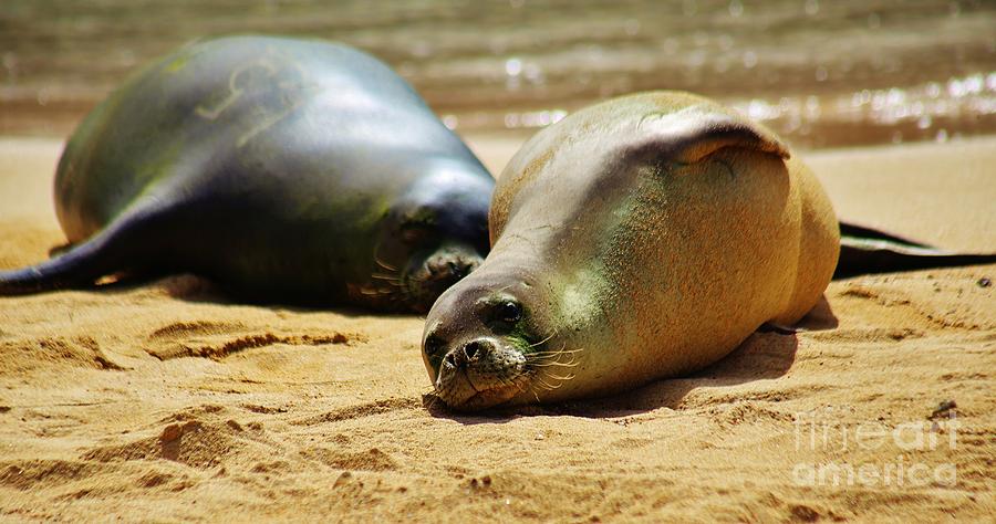 Hawaiian Monk Seals Photograph by Craig Wood