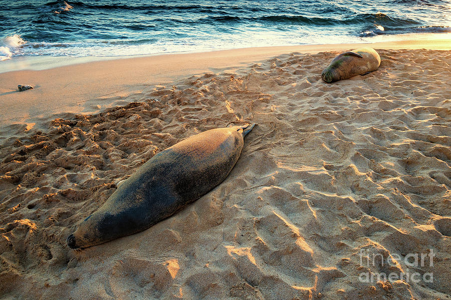 Hawaiian Monk Seals Photograph by M G Whittingham