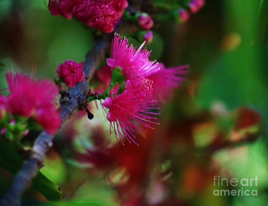 Hawaiian Mountain Apple Blossoms Photograph by Craig Wood