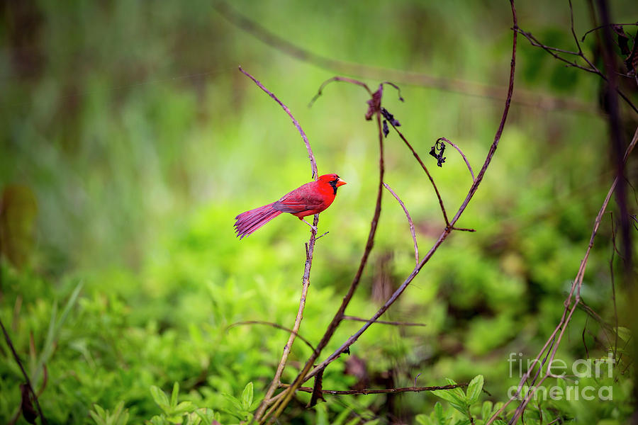 Hawaiian Northern Cardinal Photograph by Daniel Knighton