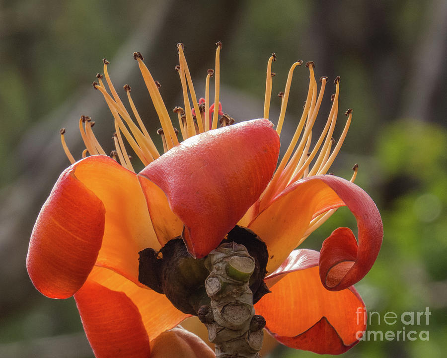 Hawaiian Orange Flower 1 Photograph by Christy Garavetto