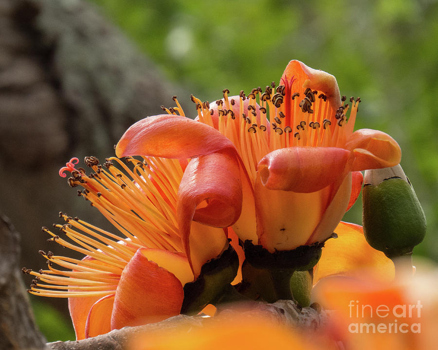 Hawaiian Orange Flower 2 Photograph by Christy Garavetto
