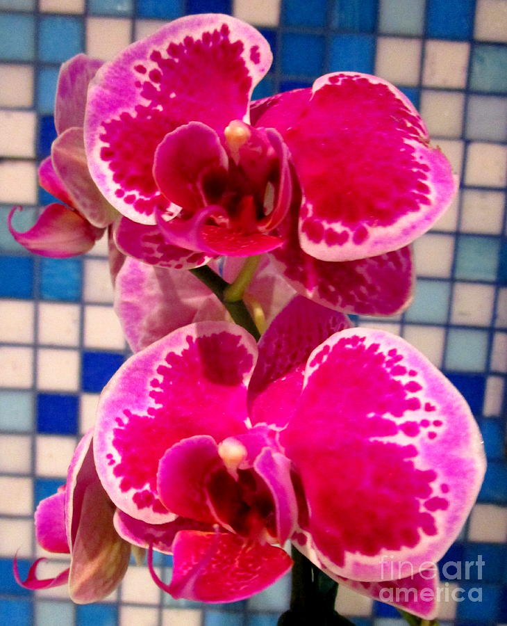 Hawaiian Orchid 1 Photograph by Randall Weidner