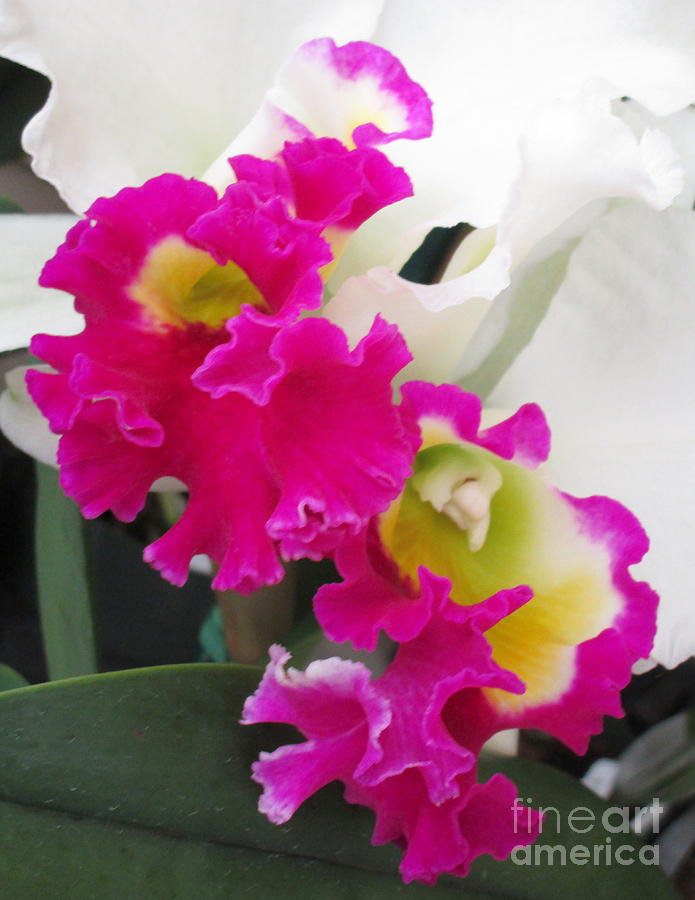 Hawaiian Orchid 10 Photograph by Randall Weidner