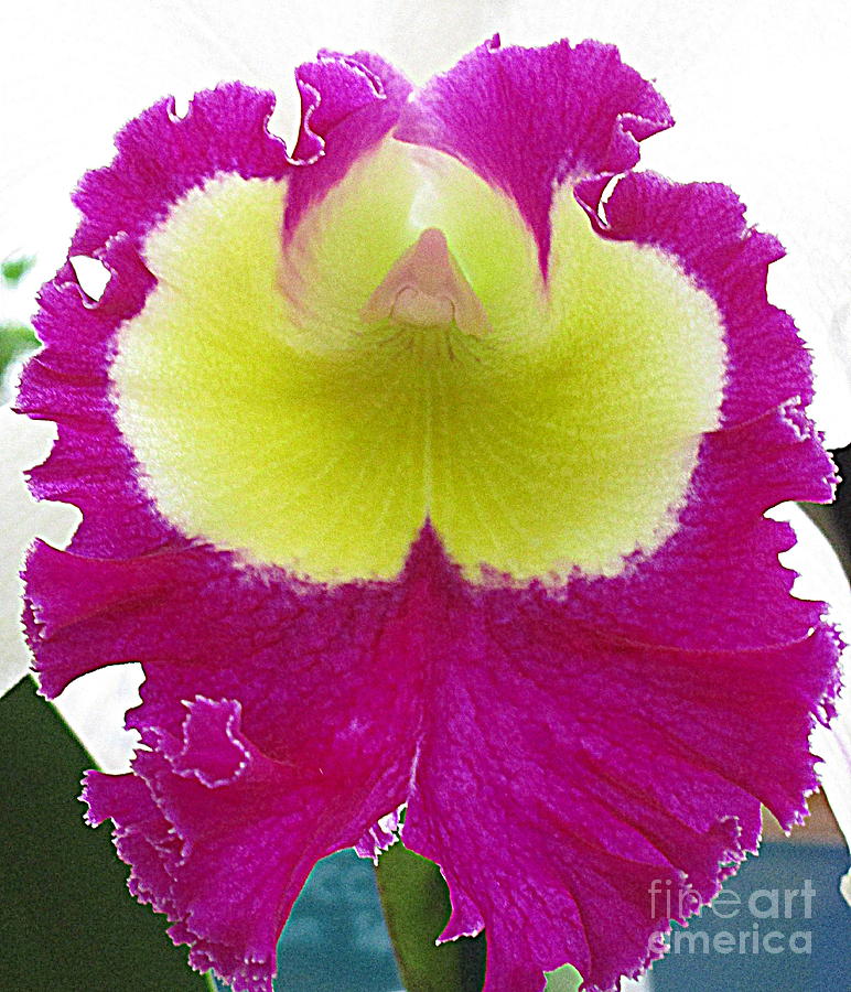 Hawaiian Orchid 11 Photograph by Randall Weidner