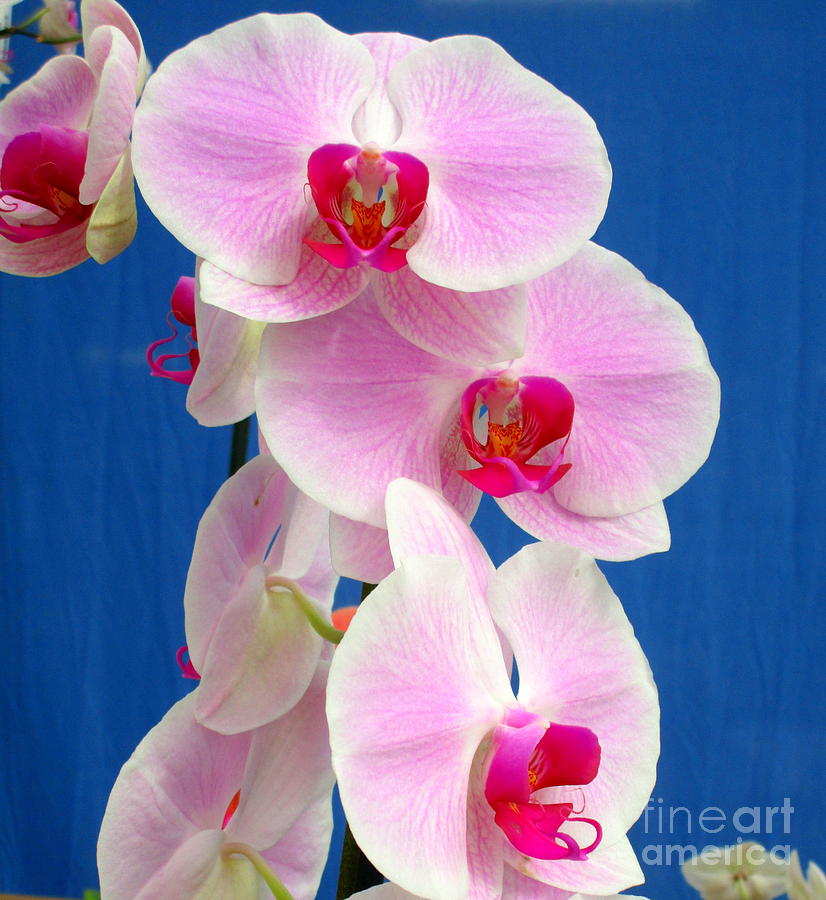 Hawaiian Orchid 12 Photograph by Randall Weidner