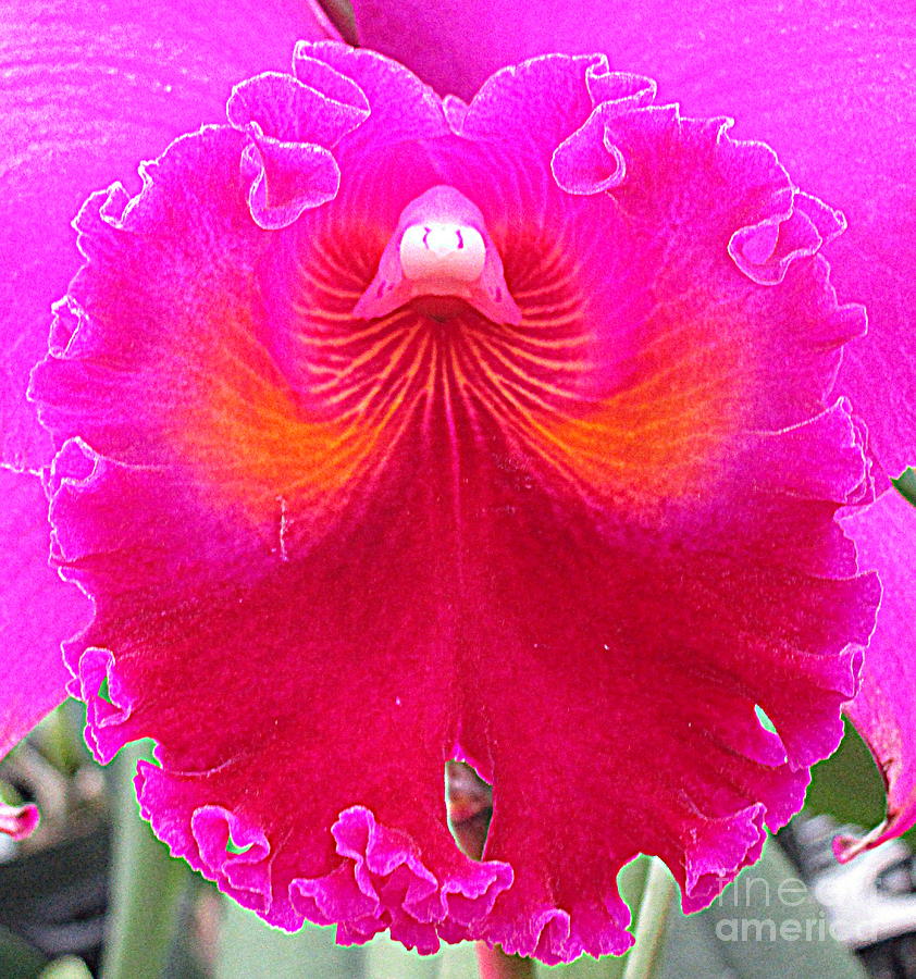 Hawaiian Orchid 13 Photograph by Randall Weidner