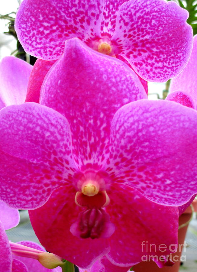 Hawaiian Orchid 14 Photograph by Randall Weidner