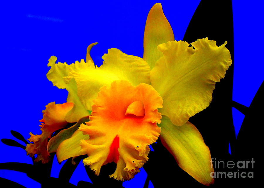 Hawaiian Orchid 15 Photograph by Randall Weidner