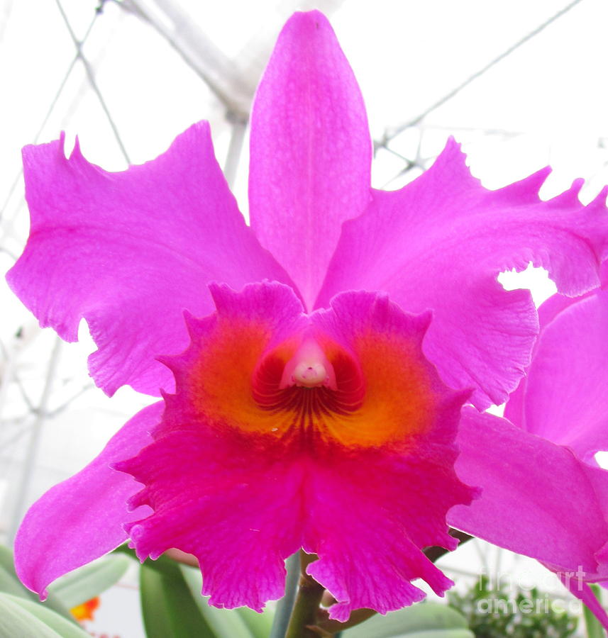 Hawaiian Orchid 16 Photograph by Randall Weidner