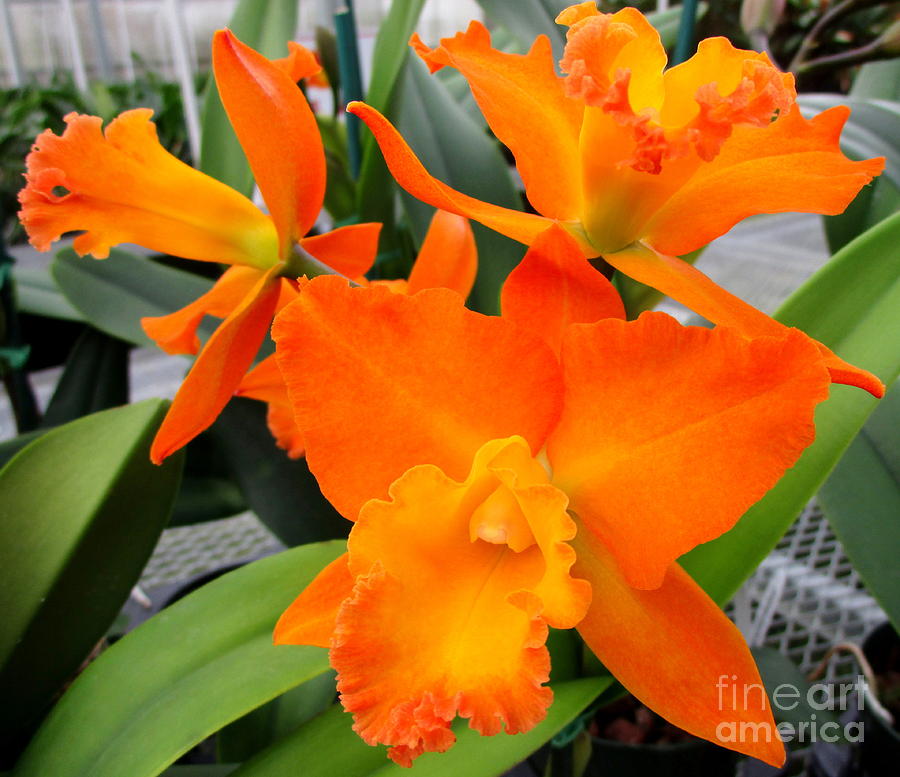 Hawaiian Orchid 17 Photograph by Randall Weidner