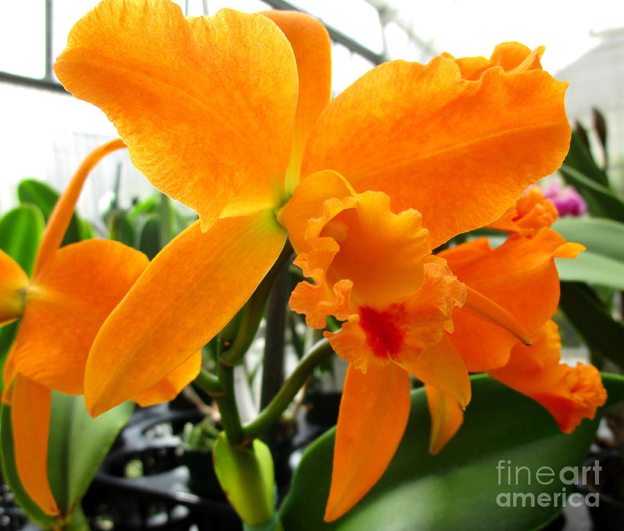 Hawaiian Orchid 19 Photograph by Randall Weidner