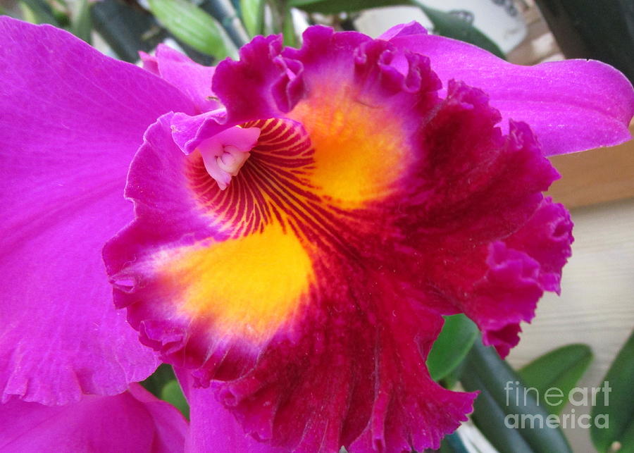 Hawaiian Orchid 2 Photograph by Randall Weidner