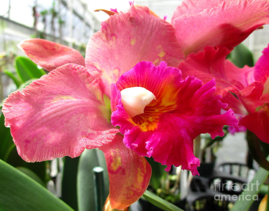 Hawaiian Orchid 20 Photograph by Randall Weidner
