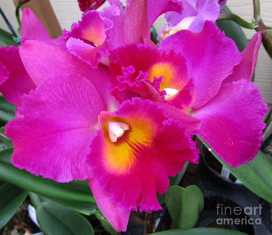 Hawaiian Orchid 3 Photograph by Randall Weidner