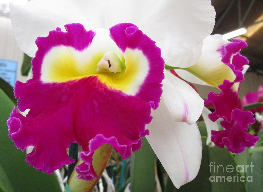 Hawaiian Orchid 4 Photograph by Randall Weidner