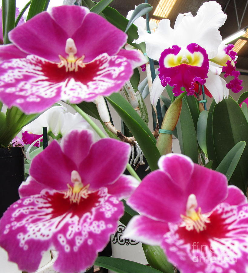 Hawaiian Orchid 5 Photograph by Randall Weidner