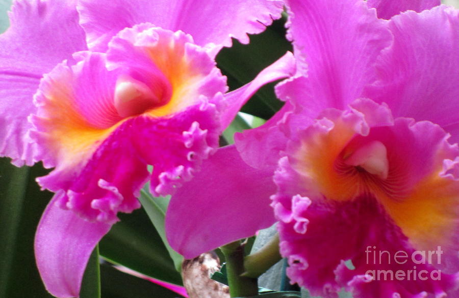 Hawaiian Orchid 6 Photograph by Randall Weidner