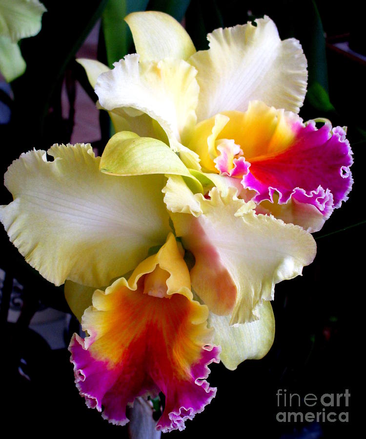 Hawaiian Orchid 7 Photograph by Randall Weidner