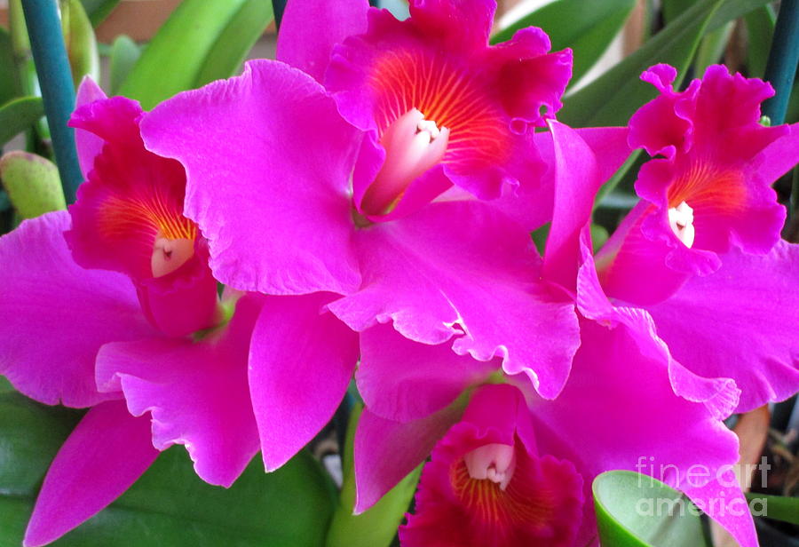 Hawaiian Orchid 8 Photograph by Randall Weidner