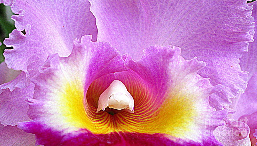 Hawaiian Orchid 9 Photograph by Randall Weidner