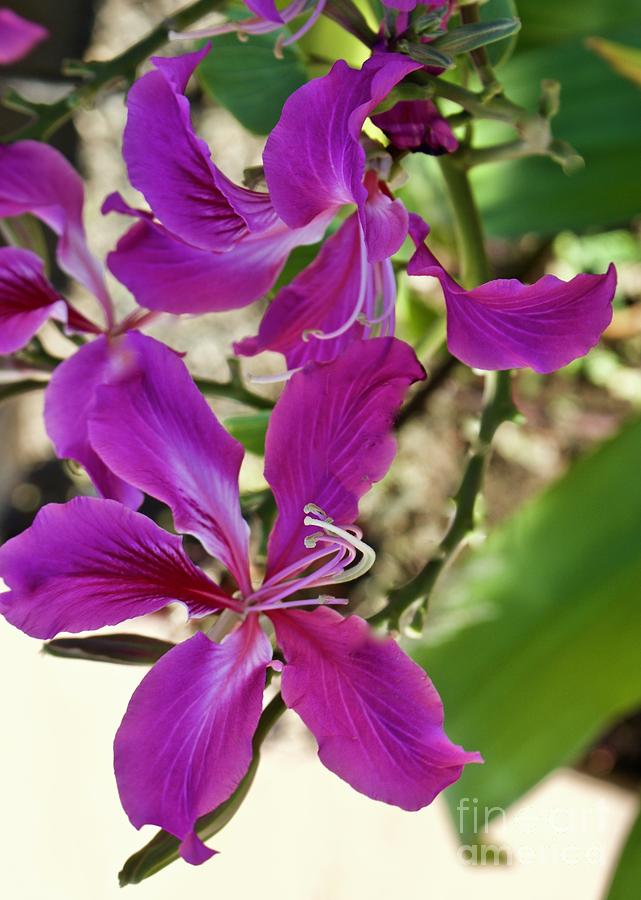 Hawaiian Orchid Tree Blossoms Photograph by Craig Wood
