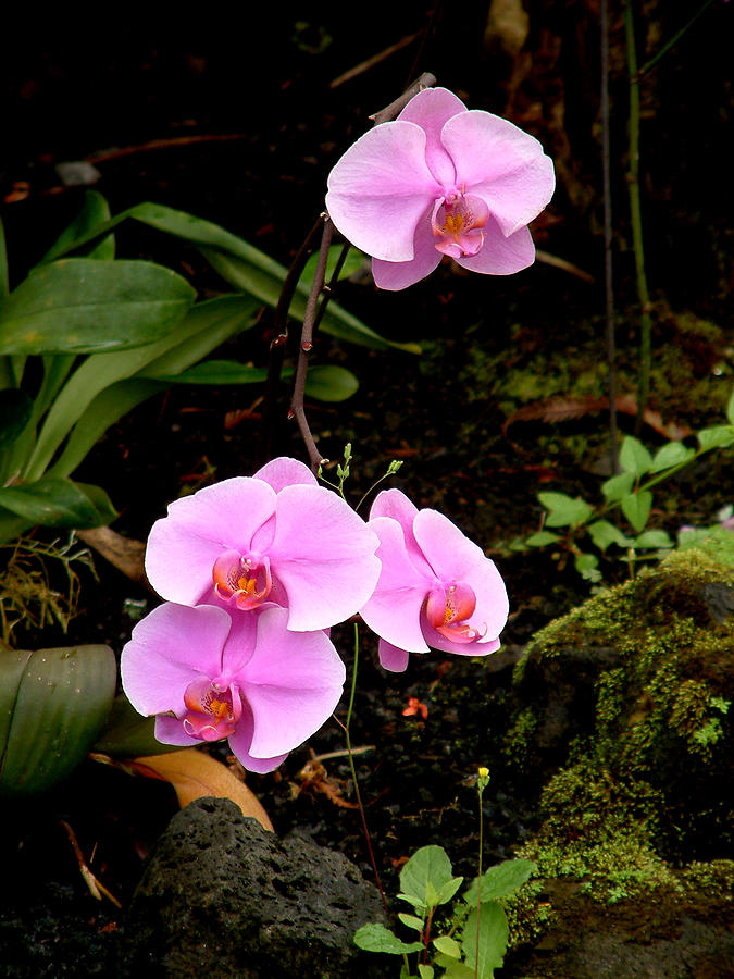 Hawaiian Orchids Photograph by Mark Grayden - Fine Art America